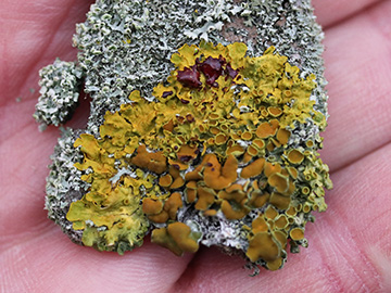 Xanthoria parietina