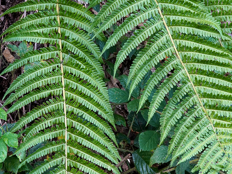 Dryopteris borreri