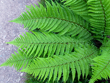 Dryopteris borreri