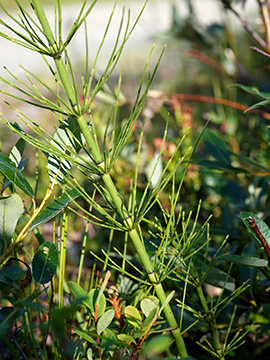 Equisetum dycei