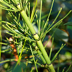 Equisetum dycei