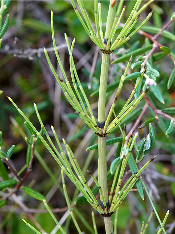 Equisetum dycei