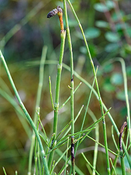 Equisetum dycei
