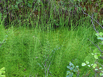 Equisetum dycei