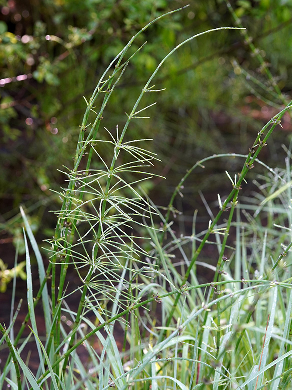 Equisetum dycei