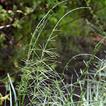 Equisetum dycei
