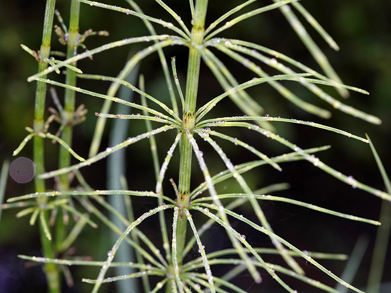 Equisetum dycei