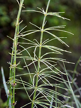 Equisetum dycei