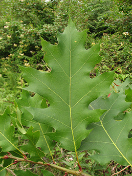 Quercus rubra