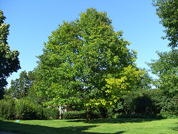 Quercus rubra