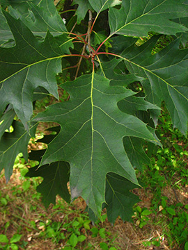 Quercus rubra