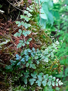 Asplenium clermontae clermontae
