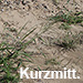 Kurzmitt. Buch & Keil, Eragrostis virescens