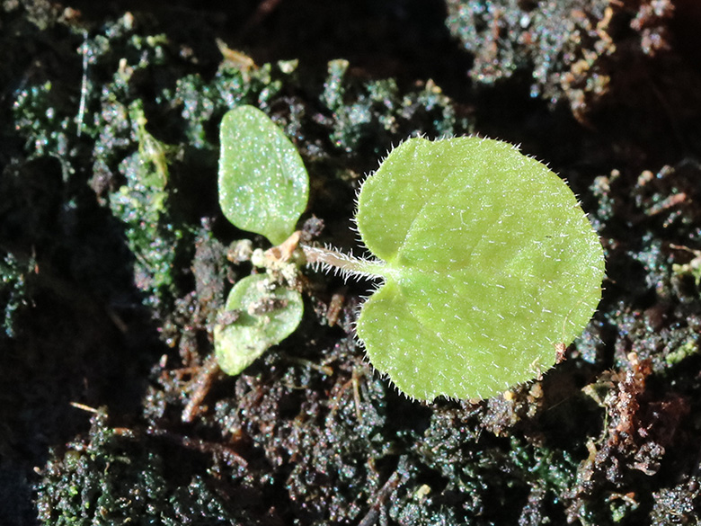 Campanula trachelium