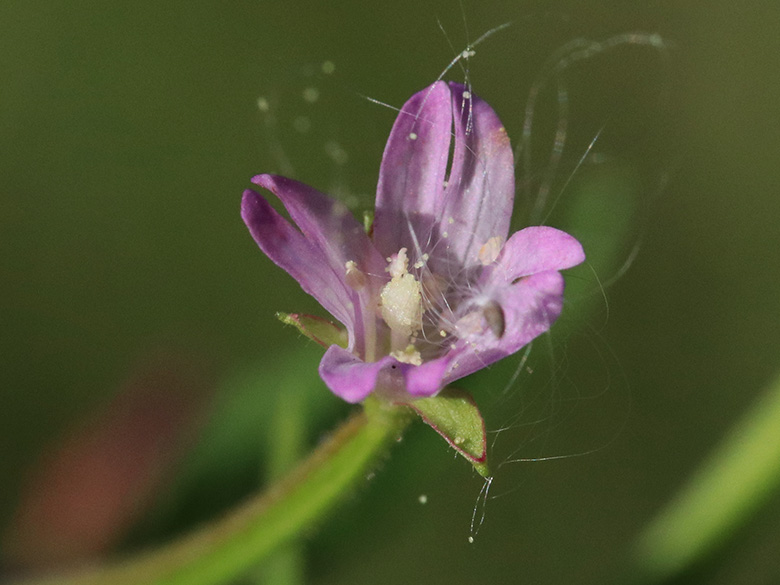 Epilobium ciliatum
