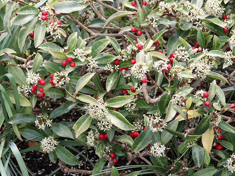 Skimmia reveesiana