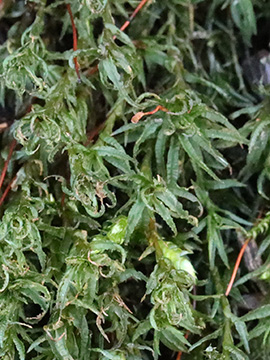 Atrichum undulatum