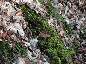 Brachythecium rutabulum