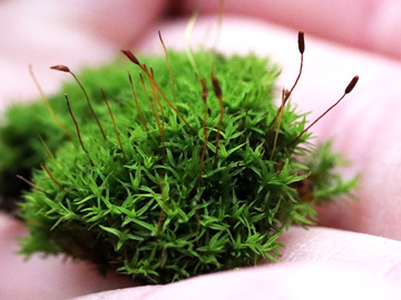 Bryoerythrophyllum recurvirostre