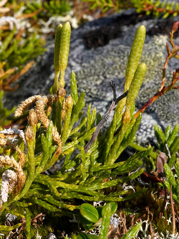 Diphasiastrum issleri