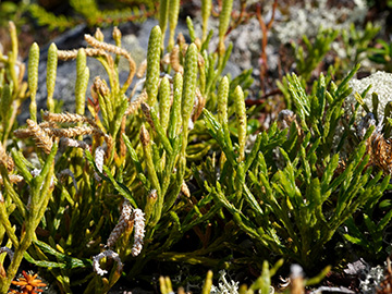 Diphasiastrum issleri