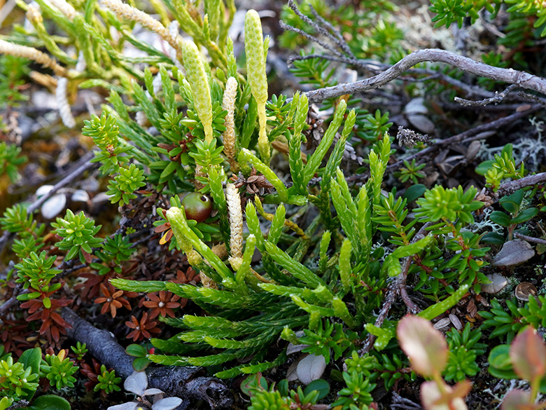 Diphasiastrum issleri