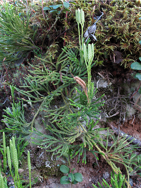 Diphasiastrum zeilleri