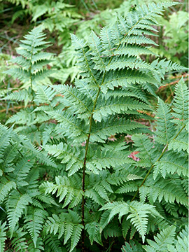 Dryopteris carthusiana
