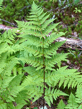Dryopteris carthusiana