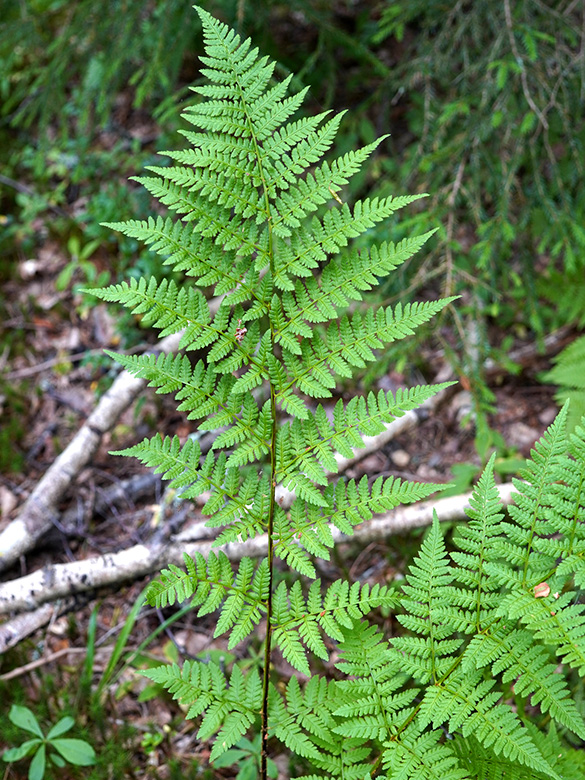 Dryopteris carthusiana