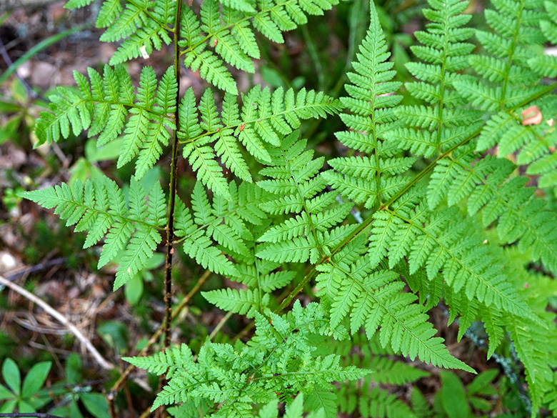 Dryopteris carthusiana
