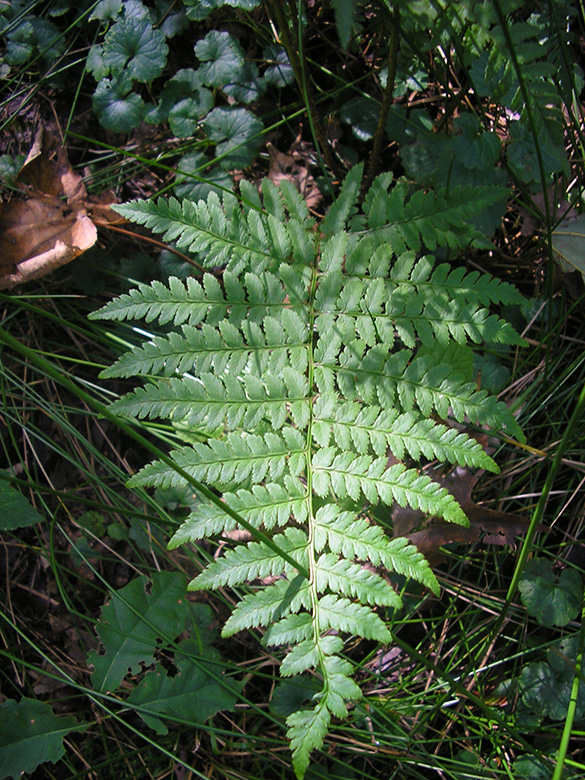 Dryopteris carthusiana