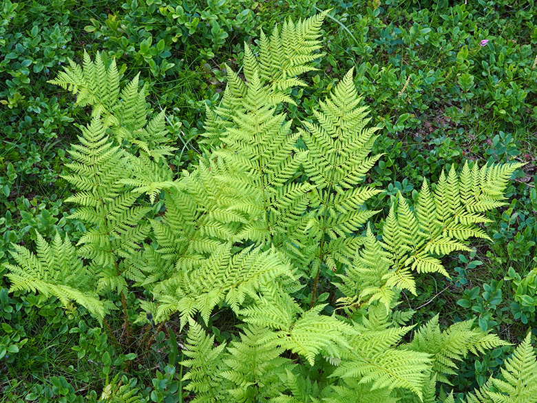 Dryopteris expansa