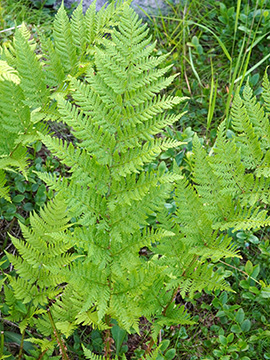 Dryopteris expansa