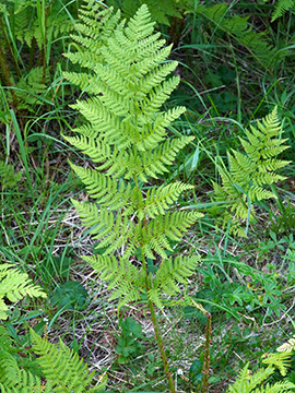 Dryopteris expansa