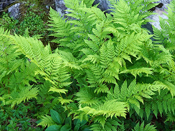 Dryopteris expansa