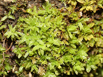 Encalypta streptocarpa