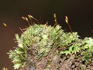 Fissidens bryoides