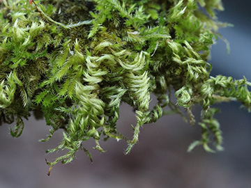 Homalothecium sericeum