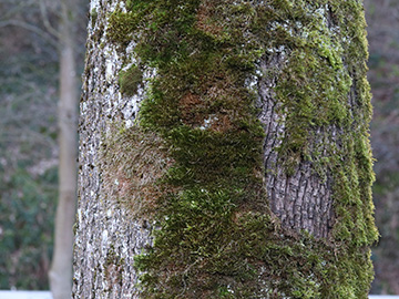 Hypnum cupressiforme