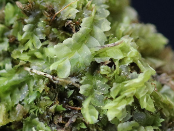 Lophocolea heterophylla