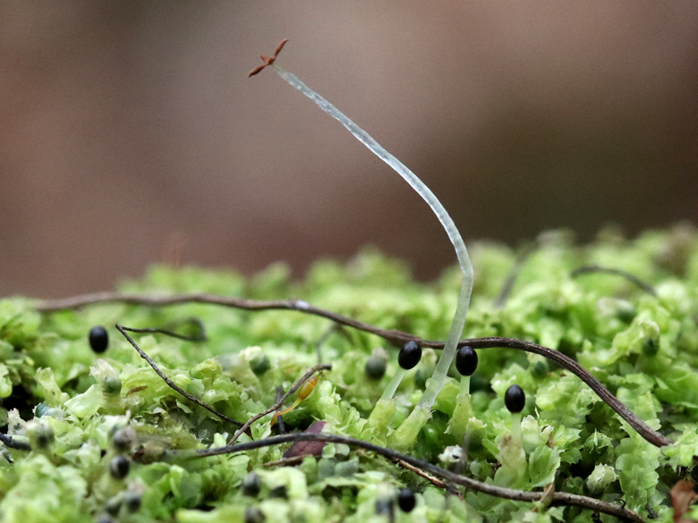 Lophocolea heterophylla