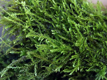 Oxyrrhynchium pumilum