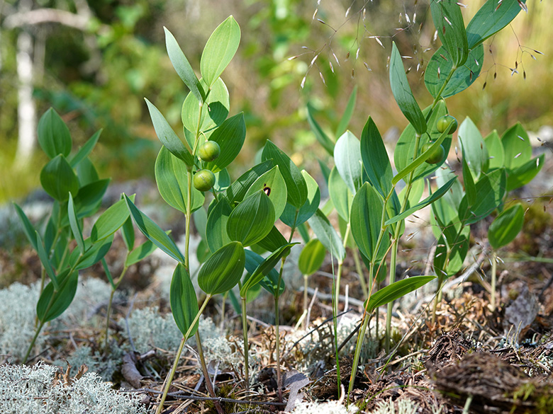 Polygonatum odoratum