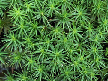 Polytrichum formosum