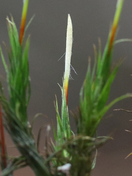 Polytrichum formosum