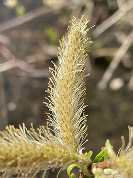 Salix udensis