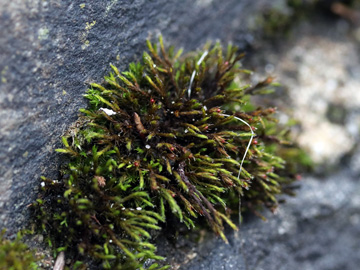 Schistidium crassipilum