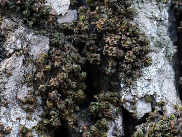 Syntrichia latifolia