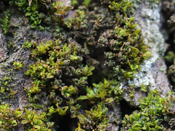 Syntrichia latifolia